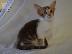 PoulaTo: Exquisite oriental kittens seeking new homes